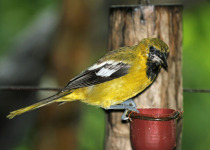 White-winged Oriole