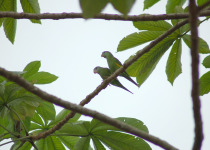 White-winged Parakeet