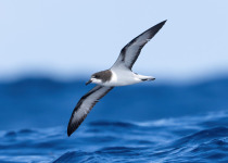 White-winged Petrel