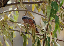 White-winged Redstart