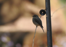 White-winged Redstart