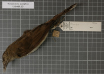 White-winged Robin-Chat