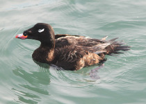 White-winged Scoter
