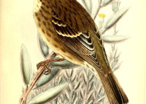 White-winged Seedeater