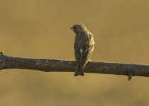White-winged Seedeater