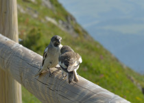 White-winged Snowfinch