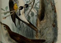 White-winged Snowfinch