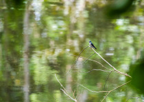 White-winged swallow