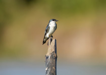 White-winged Swallow