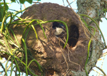 White-winged Swallow
