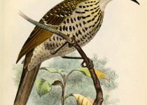 White-winged Tanager