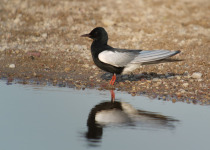White-winged Tern