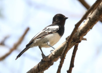 White-winged Tit