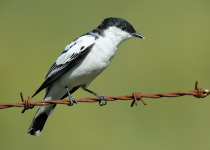 White-winged Triller