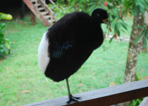 White-winged Trumpeter