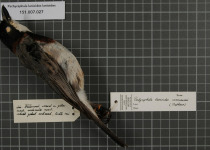 White-winged Whistler