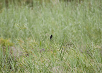 White-winged Widowbird