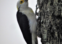 White Woodpecker