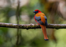 Whitehead's trogon