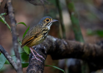 Whittaker's Antbird