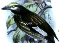Whyte's Barbet