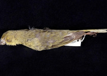 Wilkins's Finch