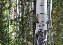 Williamson's Sapsucker