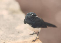 Willie Wagtail