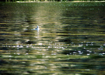 Wilson's Phalarope