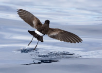 Wilson's Storm-Petrel