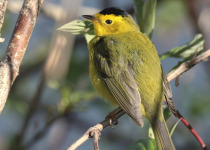Wilson's Warbler