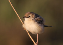 Winding Cisticola