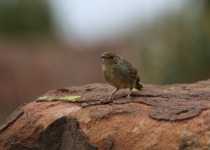 Winding Cisticola