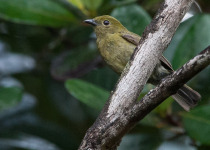 Wing-barred Piprites