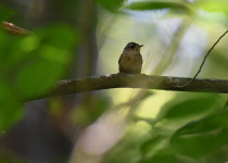 Winter Wren