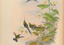 Wire-crested thorntail