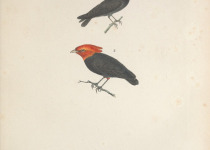 Wire-tailed Manakin
