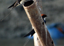 Wire-tailed swallow