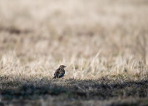 Wood Lark