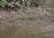 Wood Sandpiper