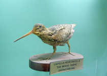 Wood Snipe