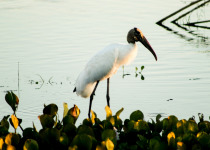 Wood Stork