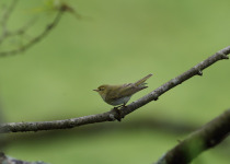Wood Warbler