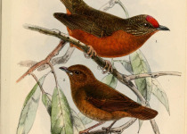 Woodhouse's partridge