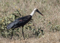 Woolly-necked stork