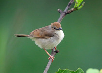 Woosnam's Cisticola