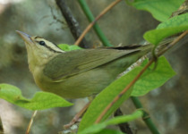 Worm-eating Warbler