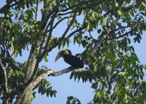 Wreathed Hornbill