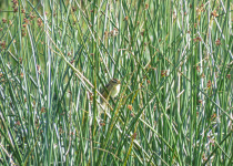 Wren-like Rushbird