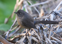 Wrentit